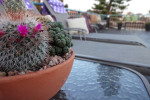 Sundeck cactus